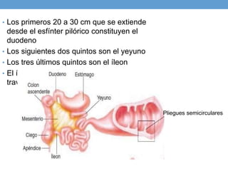 • Los primeros 20 a 30 cm que se extiende
desde el esfínter pilórico constituyen el
duodeno
• Los siguientes dos quintos son el yeyuno
• Los tres últimos quintos son el íleon
• El íleon se vacía en el intestino grueso a
través de la válvula ileocecal
Pliegues semicirculares
 