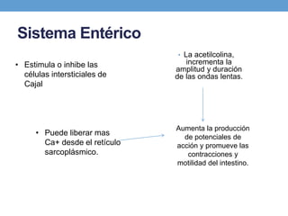 Sistema Entérico
• La acetilcolina,
incrementa la
amplitud y duración
de las ondas lentas.
• Estimula o inhibe las
células intersticiales de
Cajal
Aumenta la producción
de potenciales de
acción y promueve las
contracciones y
motilidad del intestino.
• Puede liberar mas
Ca+ desde el retículo
sarcoplásmico.
 