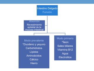 Intestino Delgado
Función
Modo prevalente
*Duodeno y yeyuno
Carbohidratos
Lípidos
Aminoácidos
Cálcico
Hierro
Modo primario
*Íleon
Sales biliares
Vitamina B12
Agua
Electrolitos
Absorción
Revestimiento
epitelial de la
mucosa intestinal
 