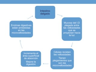 Intestino
delgado
Mucosa del I.D
plegada entre
las vellosidades
que se
proyectan hacia
la luz
Células revisten
las vellosidades
Tienen
plegamientos que
son las
microvellosidades
Incrementa el
área superficial
de absorción
Mejora la
digestión
Enzimas digestivas
están embebidas
en las
microvellosidades
 