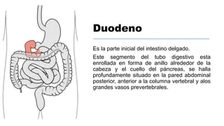 Duodeno
Es la parte inicial del intestino delgado.
Este segmento del tubo digestivo esta
enrollada en forma de anillo alrededor de la
cabeza y el cuello del páncreas, se halla
profundamente situado en la pared abdominal
posterior, anterior a la columna vertebral y alos
grandes vasos prevertebrales.