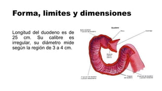 Forma, limites y dimensiones
Longitud del duodeno es de
25 cm. Su calibre es
irregular, su diámetro mide
según la región de 3 a 4 cm.