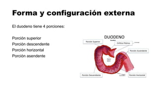 Forma y configuración externa
El duodeno tiene 4 porciones:
Porción superior
Porción descendente
Porción horizontal
Porción asendente