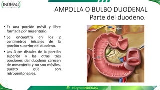 AMPOLLA O BULBO DUODENAL
Parte del duodeno.
• Es una porción móvil y libre
formada por mesenterio.
• Se encuentra en los 2
centímetros iniciales de la
porción superior del duodeno.
• Los 3 cm distales de la porción
superior y las otras tres
porciones del duodeno carecen
de mesenterio y no son móviles,
puesto que son
retroperitoneales.
 