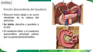 Porción descendente del duodeno.
• Discurre hacia abajo y se curva
alrededor de la cabeza del
páncreas
• Su inicio: derecha y paralela a
la VCI.
• El conducto biliar y el conducto
pancreático principal entran
por su pared posteromedial.
 