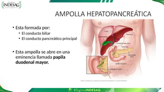 AMPOLLA HEPATOPANCREÁTICA
• Esta formada por:
• El conducto biliar
• El conducto pancreático principal
• Esta ampolla se abre en una
eminencia llamada papila
duodenal mayor.
 