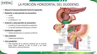 LA PORCIÓN HORIZONTAL DEL DUODENO.
• Discurre transversalmente hacia la izquierda.
• Posterior a esta porción se encuentra:
• La VCI.
• La aorta.
• La vértebra L3 – L4
• Anterior a esta porción se encuentra:
• La arteria y la vena mesentéricas superiores.
• La raíz del mesenterio del yeyuno y el íleon.
• Limitación superior:
• Cabeza del páncreas y su proceso unciforme.
• Cara anterior:
• Cubierta por peritoneo.
• Cara posterior:
• Está separada de la columna vertebral por el músculo
psoas mayor derecho, la VCI, la aorta y los vasos
testiculares u ováricos derechos.
 