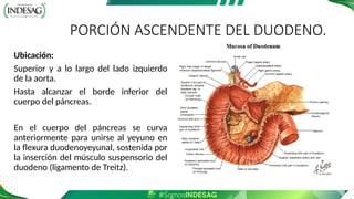 PORCIÓN ASCENDENTE DEL DUODENO.
Ubicación:
Superior y a lo largo del lado izquierdo
de la aorta.
Hasta alcanzar el borde inferior del
cuerpo del páncreas.
En el cuerpo del páncreas se curva
anteriormente para unirse al yeyuno en
la flexura duodenoyeyunal, sostenida por
la inserción del músculo suspensorio del
duodeno (ligamento de Treitz).
 