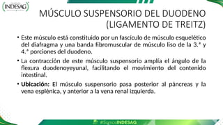 MÚSCULO SUSPENSORIO DEL DUODENO
(LIGAMENTO DE TREITZ)
• Este músculo está constituido por un fascículo de músculo esquelético
del diafragma y una banda fibromuscular de músculo liso de la 3.ª y
4.ª porciones del duodeno.
• La contracción de este músculo suspensorio amplía el ángulo de la
flexura duodenoyeyunal, facilitando el movimiento del contenido
intestinal.
• Ubicación: El músculo suspensorio pasa posterior al páncreas y la
vena esplénica, y anterior a la vena renal izquierda.
 