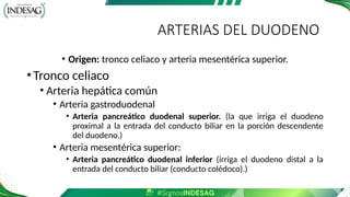 ARTERIAS DEL DUODENO
• Origen: tronco celiaco y arteria mesentérica superior.
•Tronco celiaco
• Arteria hepática común
• Arteria gastroduodenal
• Arteria pancreático duodenal superior. (la que irriga el duodeno
proximal a la entrada del conducto biliar en la porción descendente
del duodeno.)
• Arteria mesentérica superior:
• Arteria pancreático duodenal inferior (irriga el duodeno distal a la
entrada del conducto biliar (conducto colédoco).)
 