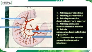 Arteria gastroduodenal
Arteria pancreático duodenal superior
Arteria pancreático duodenal inferior anterior
Arteria pancreático duodenal inferior posterior
 