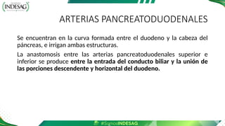 ARTERIAS PANCREATODUODENALES
Se encuentran en la curva formada entre el duodeno y la cabeza del
páncreas, e irrigan ambas estructuras.
La anastomosis entre las arterias pancreatoduodenales superior e
inferior se produce entre la entrada del conducto biliar y la unión de
las porciones descendente y horizontal del duodeno.
 