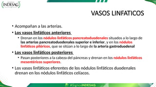 VASOS LINFATICOS
• Acompañan a las arterias.
• Los vasos linfáticos anteriores
• Drenan en los nódulos linfáticos pancreatoduodenales situados a lo largo de
las arterias pancreatoduodenales superior e inferior, y en los nódulos
linfáticos pilóricos, que se sitúan a lo largo de la arteria gastroduodenal
• Los vasos linfáticos posteriores
• Pasan posteriores a la cabeza del páncreas y drenan en los nódulos linfáticos
mesentéricos superiores.
• Los vasos linfáticos eferentes de los nódulos linfáticos duodenales
drenan en los nódulos linfáticos celíacos.
 