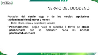 NERVIO DEL DUODENO
Proceden del nervio vago y de los nervios esplácnicos
(abdominopélvicos) mayor y menor.
De los plexos celíaco y mesentérico superior.
• Posteriormente: llegan hasta el duodeno a través de plexos
periarteriales que se extienden hacia las arterias
pancreatoduodenales
 