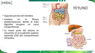YEYUNO
• Segunda porción del intestino.
• empieza en la flexura
duodenoyeyunal, donde el tubo
digestivo recupera un curso
intraperitoneal.
• La mayor parte del yeyuno se
encuentra en el cuadrante superior
izquierdo (CSI) del compartimento
infracólico
 