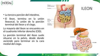 ILEON
• La tercera porción del intestino.
• El íleon, termina en la unión
ileocecal, la unión de la porción
terminal del íleon y el ciego.
La mayoría del íleon se encuentra en
el cuadrante inferior derecho (CID).
La porción terminal del íleon suele
situarse en la pelvis, desde donde
asciende para terminar en la cara
medial del ciego.
 