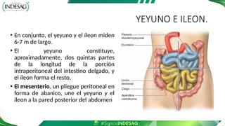 YEYUNO E ILEON.
• En conjunto, el yeyuno y el íleon miden
6-7 m de largo.
• El yeyuno constituye,
aproximadamente, dos quintas partes
de la longitud de la porción
intraperitoneal del intestino delgado, y
el íleon forma el resto.
• El mesenterio, un pliegue peritoneal en
forma de abanico, une el yeyuno y el
íleon a la pared posterior del abdomen
 