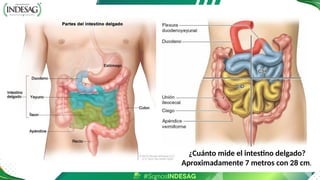 ¿Cuánto mide el intestino delgado?
Aproximadamente 7 metros con 28 cm.
 