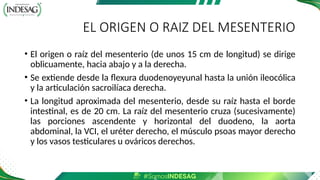 EL ORIGEN O RAIZ DEL MESENTERIO
• El origen o raíz del mesenterio (de unos 15 cm de longitud) se dirige
oblicuamente, hacia abajo y a la derecha.
• Se extiende desde la flexura duodenoyeyunal hasta la unión ileocólica
y la articulación sacroilíaca derecha.
• La longitud aproximada del mesenterio, desde su raíz hasta el borde
intestinal, es de 20 cm. La raíz del mesenterio cruza (sucesivamente)
las porciones ascendente y horizontal del duodeno, la aorta
abdominal, la VCI, el uréter derecho, el músculo psoas mayor derecho
y los vasos testiculares u ováricos derechos.
 