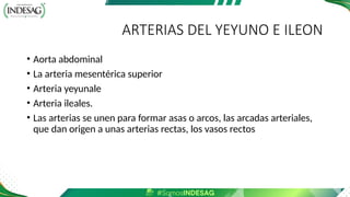 ARTERIAS DEL YEYUNO E ILEON
• Aorta abdominal
• La arteria mesentérica superior
• Arteria yeyunale
• Arteria ileales.
• Las arterias se unen para formar asas o arcos, las arcadas arteriales,
que dan origen a unas arterias rectas, los vasos rectos
 
