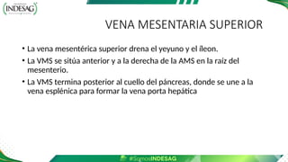 VENA MESENTARIA SUPERIOR
• La vena mesentérica superior drena el yeyuno y el íleon.
• La VMS se sitúa anterior y a la derecha de la AMS en la raíz del
mesenterio.
• La VMS termina posterior al cuello del páncreas, donde se une a la
vena esplénica para formar la vena porta hepática
 