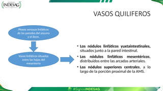 VASOS QUILIFEROS
• Los nódulos linfáticos yuxtaintestinales,
situados junto a la pared intestinal.
• Los nódulos linfáticos mesentéricos,
distribuidos entre las arcadas arteriales.
• Los nódulos superiores centrales, a lo
largo de la porción proximal de la AMS.
Plexos venosos linfáticos
de las paredes del yeyuno
y el ileon.
Vasos linfáticos situados
entre las hojas del
mesenterio
 