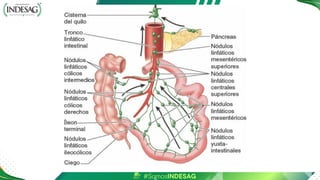 Intestino delgado características brittt