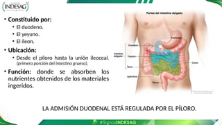 • Constituido por:
• El duodeno.
• El yeyuno.
• El íleon.
• Ubicación:
• Desde el píloro hasta la unión ileoceal.
(primera porción del intestino grueso).
• Función: donde se absorben los
nutrientes obtenidos de los materiales
ingeridos.
LA ADMISIÓN DUODENAL ESTÁ REGULADA POR EL PÍLORO.
 