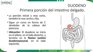 DUODENO
Primera porción del intestino delgado.
• La porción inicial y mas corta,
también la mas ancha y fija.
• Sigue un curso en forma de C
alrededor de la cabeza del
páncreas
• Ubicación: El duodeno se inicia
en el píloro, en el lado derecho, y
termina en la flexion (unión)
duodenoyeyunal, en el lado
izquierdo.
 