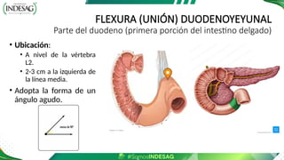 FLEXURA (UNIÓN) DUODENOYEYUNAL
Parte del duodeno (primera porción del intestino delgado)
• Ubicación:
• A nivel de la vértebra
L2.
• 2-3 cm a la izquierda de
la línea media.
• Adopta la forma de un
ángulo agudo.
 