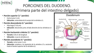 PORCIONES DEL DUODENO.
(Primera parte del intestino delgado)
• Porción superior (1.ª porción):
• Corta (unos 5 cm).
• Ubicación: anterolateral al cuerpo de la vértebra L1.
• Porción descendente (2.ª porción):
• Más larga (7-10 cm).
• Ubicación: desciende junto al lado derecho de las vértebras L1-
L3.
• Porción horizontal o inferior (3.ª porción):
• Tamaño: 6-8 cm de longitud.
• Ubicación: cruza la vértebra L3.
• Porción ascendente (4.ª porción):
• Tamaño: corta (unos 5 cm).
• Ubicación: empieza a la izquierda de la vértebra L3 y asciende
hasta el borde superior de la vértebra L2.
 