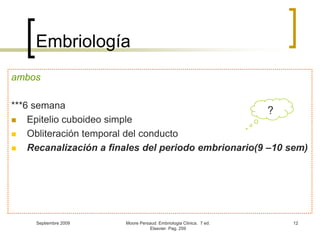 Septiembre 2009Moore Persaud. Embriologia Clinica.  7 ed. Elsevier. Pag. 25912Embriología ambos***6 semanaEpitelio cuboideo simpleObliteración temporal del conducto Recanalización a finales del periodo embrionario(9 –10 sem)?