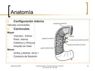 Septiembre 2009Fernando Quiroz. Anatomia Humana. Tomo III. Ed. Porrúa. Pp. 145-14619Anatomía Configuración internaVálvulas conniventesCarúnculasMayor>tamaño,  inferiorParte  internaColédoco y WirsungAmpolla de VaterMenorArriba y delante  de la >Conducto de Santorini