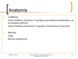 Septiembre 2009L. Moore. Anatomía con orientacion clínica. 5ed. Panamericana. Pp. 263-26423Anatomía LinfáticosVasos linfáticos anteriores  ganglios pancreáticos duodenales y en los ganglios pilóricosVasos linfáticos posteriores  ganglios mesentéricos superioresNerviosVagoNervios esplácnicos