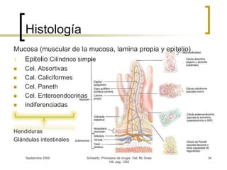 Histología Mucosa (muscular de la mucosa, lamina propia y epitelio)Epitelio Cilíndrico simpleCel. AbsortivasCal. CaliciformesCel. PanethCel. EnteroendocrinasindiferenciadasHendidurasGlándulas intestinales Septiembre 2009Schwartz. Prinicipios de cirugia. 7ed. Mc Graw Hill. pag. 130234