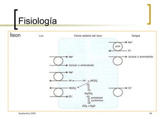 Fisiología ÍleonSeptiembre 200946