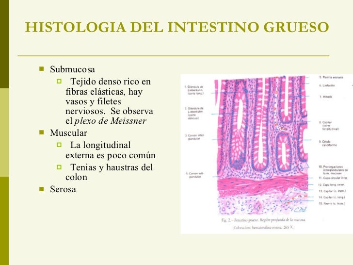 Diferencias Entre Intestino Delgado Y Grueso Histologia