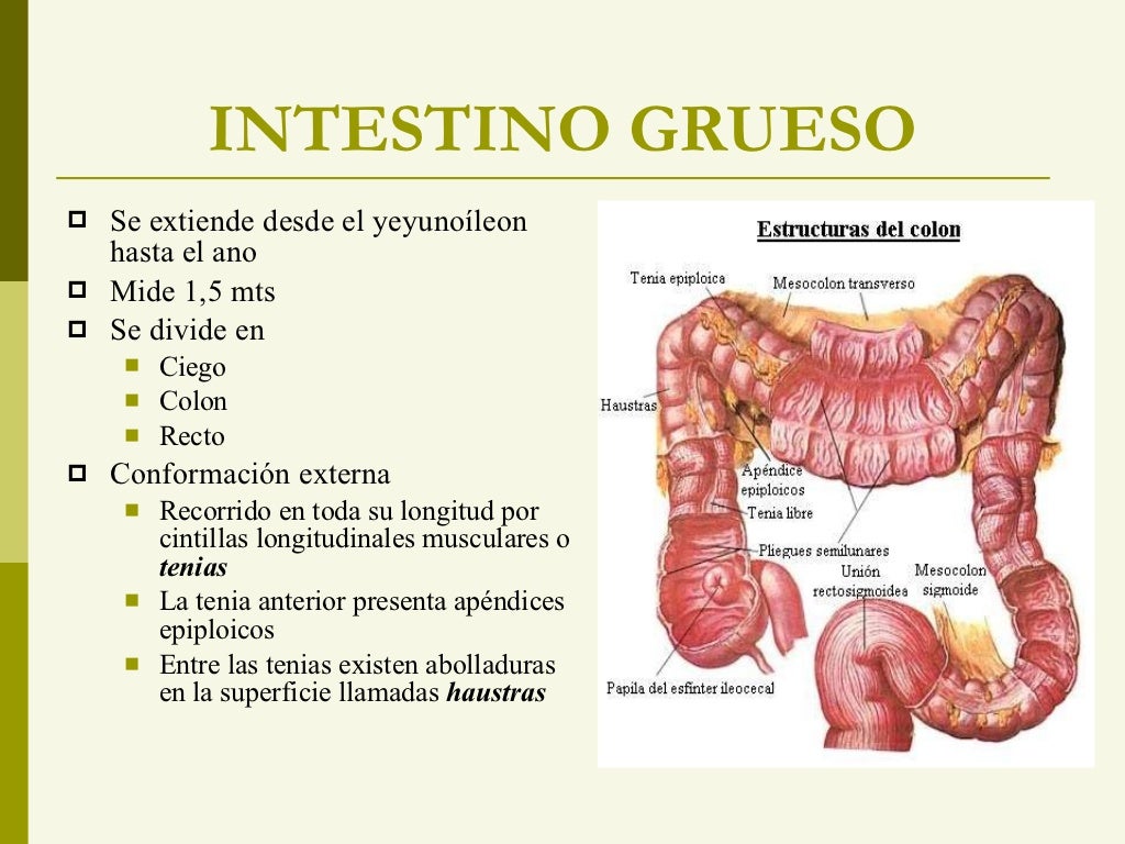 Intestino delgado y grueso