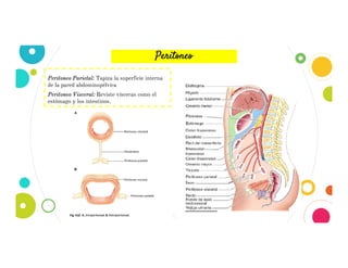 Peritoneo
11
Peritoneo Parietal: Tapiza la superficie interna
de la pared abdominopélvica
Peritoneo Visceral: Reviste vísceras como el
estómago y los intestinos.
 