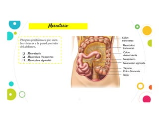 12
Mesenterio
Pliegues peritoneales que unen
las vísceras a la pared posterior
del abdomen.
❏ Mesenterio
❏ Mesocolon transverso
❏ Mesocolon sigmoide
Colon
transverso
Mesocolon
transverso
Mesenterio
Colon
descendente
Colon Sigmoide
Íleon
. Yeyuno
Mesocolon sigmoide
 