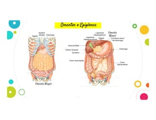 13
Omentos o Epiplones
Omento
Menor
Colon ascendente
Duodeno
Orificio Omental
Vesicula Biliar
Higado
Ligamento
Hepatogástrico
Ligamento
Hepatoduodenal
Curvatura menor
del estomago
Estómago
Colon
descendente
Omento Mayor
Higado
Apófisis
xifoides Estómago
 
