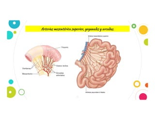 16
Arterias mesentérica superior, yeyunales y arcadas.
 
