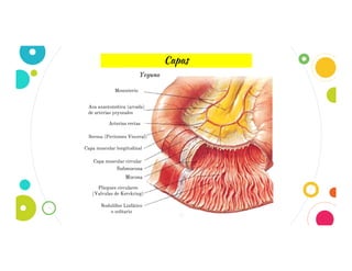 17
Capas
Mucosa
Pliegues circulares
(Valvulas de Kerckring)
Nodulillos Linfático
o solitario
Yeyuno
Mesenterio
Asa anastomótica (arcada)
de arterias yeyunales
Arterias rectas
Serosa (Peritoneo Visceral)
Capa muscular longitudinal
Capa muscular circularii
Submucosa
 