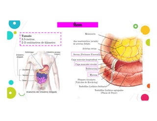 19
Íleon
Tamaño
3.5 metros
2-3 centímetros de diámetro
Mucosa
Pliegues circulares
(Valvulas de Kerckring)
Nodulillos Linfático Solitario
Mesenterio
Asa anastomótica (arcada)
de arterias ílelales
Arterias rectas
Capa muscular longitudinal
Capa muscular circularii
Submucosa
Serosa (Peritoneo Visceral)
Nodulillos Linfático agregados
(Placas de Peyer)
 