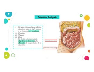 2
Intestino Delgado
● Es la porción más larga del tubo
digestivo, mide de 6 a 7 metros
y se divide en tres porciones:
1. Duodeno
2. Yeyuno
3. Íleon
● Es el sitio principal para la
digestión de alimentos y la
absorción de los productos de la
digestión.
 