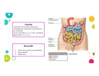 20
Función
Funciones de secreción, absorción y
motilidad, que completan el procesado de
los nutrientes.
En él se absorbe la vitamina B12 y la mayor
parte de las sales biliares.
Recorrido
1. Unión ileoyeyunal (no perceptible)
2. Íleon terminal
3. Papila ileal
 