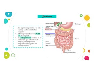 3
Duodeno
● Es la primera porción, y la más
corta y ancha del intestino
delgado.
● Mide aproximadamente 20-25
cm de longitud.
● Es retroperitoneal excepto en el
comienzo, que está unido al
hígado por el ligamento
hepatoduodenal, parte del
omento menor.
 