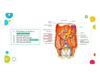 5
● El duodeno se divide en
cuatro porciones:
1. Porción superior.
2. Porción descendente.
3. Porción inferior (horizontal).
4. Porción ascendente.
 
