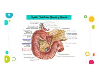 8
Papila Duodenal Mayor y Menor
 