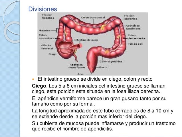 Intestino delgado y grueso
